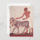 牛を連れて犠牲にする農民 ポストカード (正面/裏面)