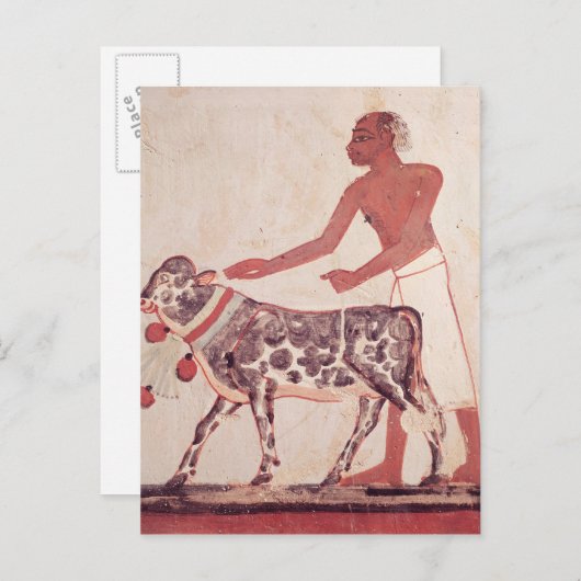 牛を連れて犠牲にする農民 ポストカード (正面/裏面)