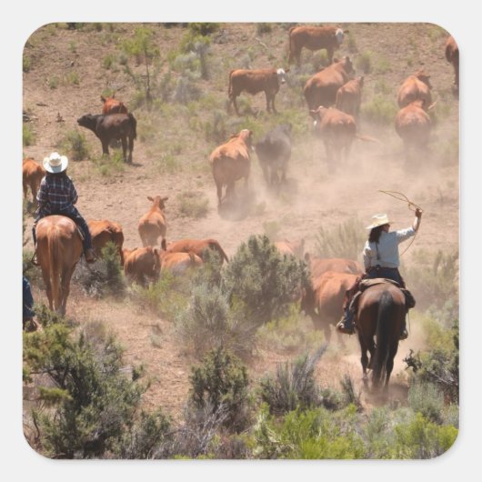 牛を運転する3人のカウボーイと女性のカーボーイ スクエアシール (正面)