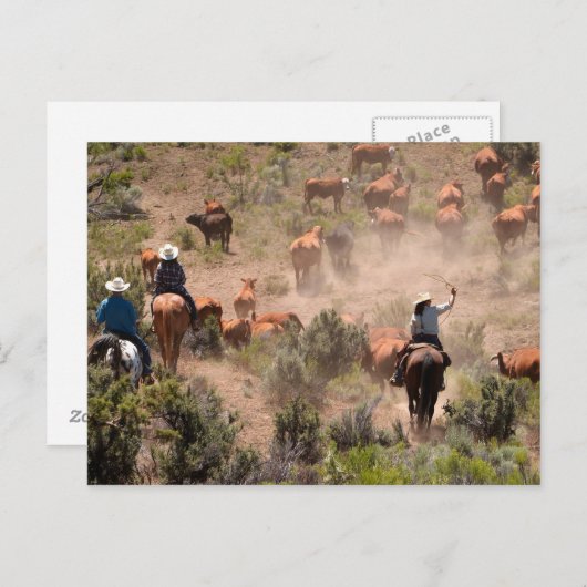 牛を運転する3人のカウボーイと女性のカーボーイ ポストカード (正面/裏面)