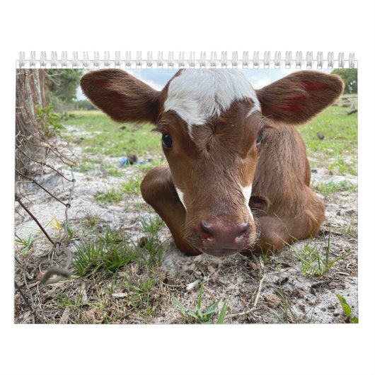 牛カレンダー2024 カレンダー (カバー)