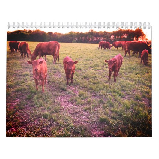 牛カレンダー カレンダー (カバー)