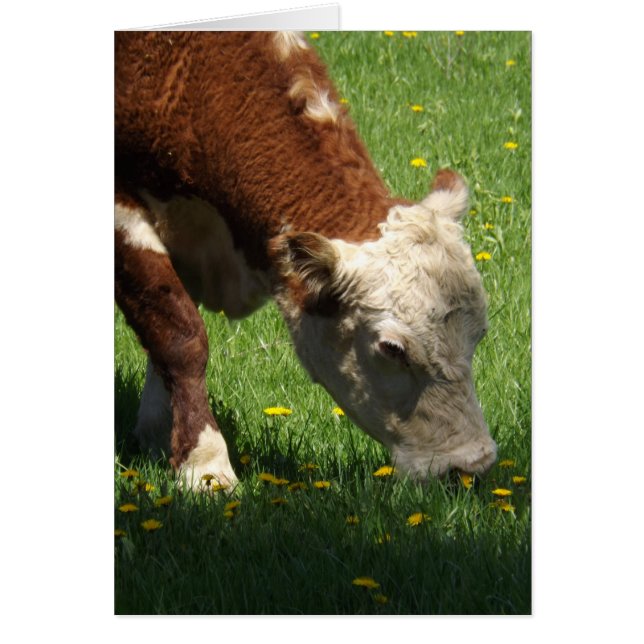 牛カード (正面)