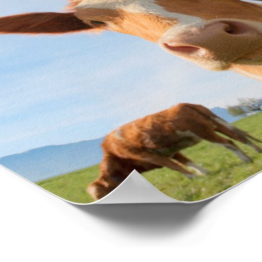 牛キスをするのポスター ポスター (角)