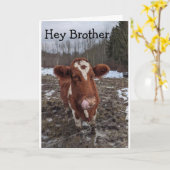 牛クールは「ハッピーバースデー兄弟」 カード (黄色い花)
