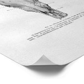 牛スカル解剖学ヴィンテージプリント ポスター (角)