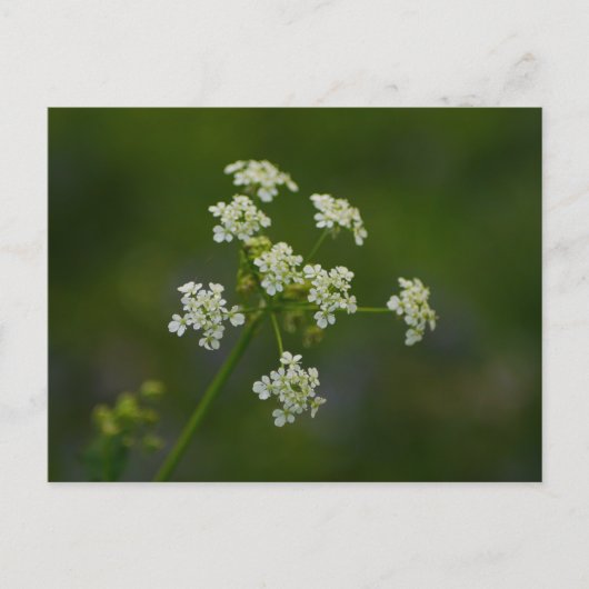 牛パセリフラワーポストカード ポストカード (正面)