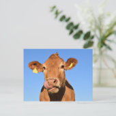 牛ビーフスコットランドハイランドポストカード ポストカード (スタンド正面)