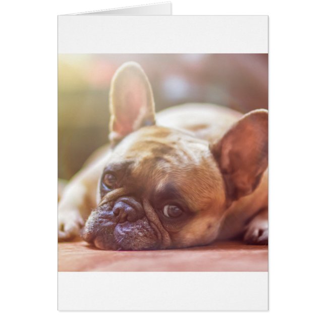 牛フランスの飼 (正面)