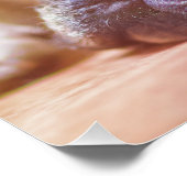 牛フランスの飼 ポスター (コーナー)