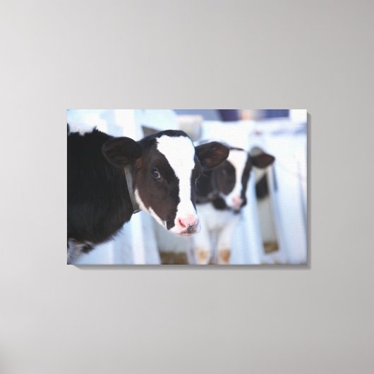 牛ポートレート キャンバスプリント (正面)