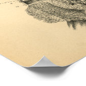 牛ヤギの羊の解剖学1908ヴィンテージプリント ポスター (角)