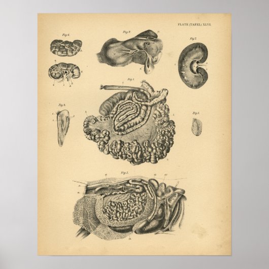 牛ヤギの羊の解剖学1908ヴィンテージプリント ポスター (正面)