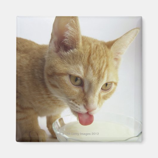 牛乳を飲む猫 マグネット (正面)