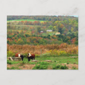 牛小屋 ポストカード (正面)