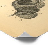 牛牛肺胃解剖学1908ヴィンテージプリント ポスター (角)