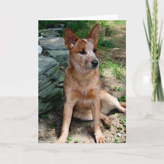 牛犬 カード (正面)