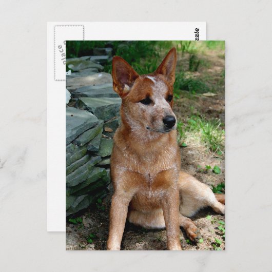 牛犬 ポストカード (正面/裏面)