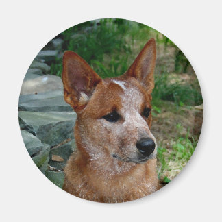 牛犬 マグネット