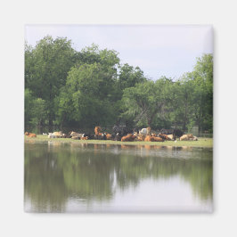 牛磁石 マグネット