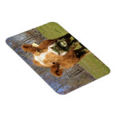 牛磁石 マグネット (右側)