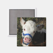 牛磁石 マグネット (正面/裏面)