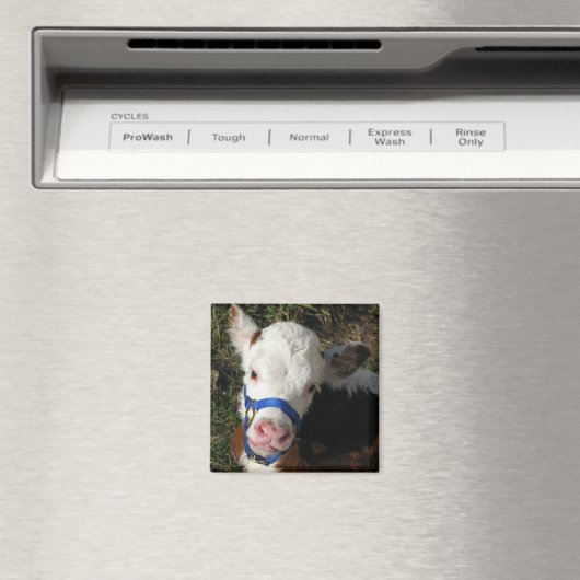 牛磁石 マグネット (インサイチュ (食洗機))