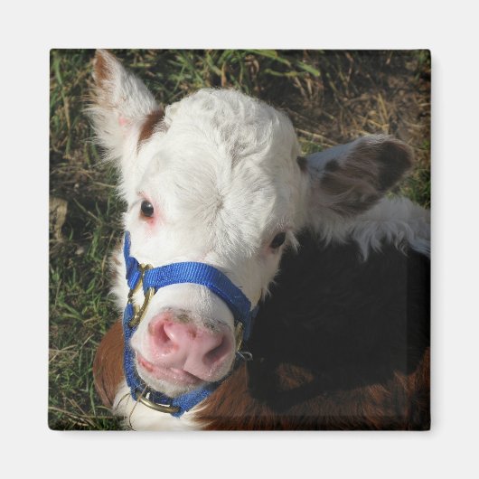 牛磁石 マグネット (正面)