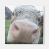 牛磁石 マグネット (正面)