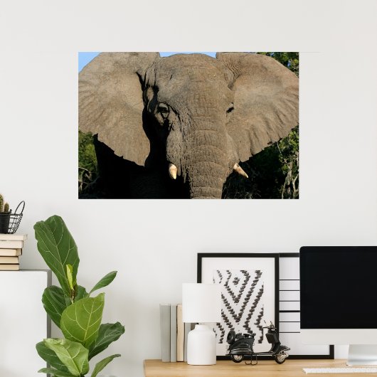 牛象ポスター ポスター (ホームオフィス)