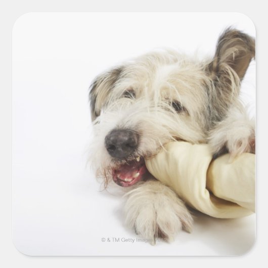 牛革の骨を噛む犬 スクエアシール (正面)
