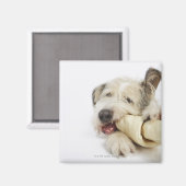 牛革の骨を噛む犬 マグネット (正面/裏面)