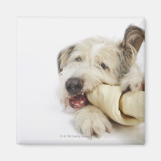 牛革の骨を噛む犬 マグネット (正面)