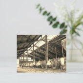 牛食べ物の干し草 ポストカード (スタンド正面)