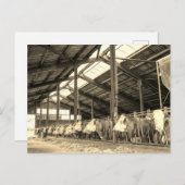 牛食べ物の干し草 ポストカード (正面/裏面)