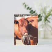 牛食べ物の干し草 ポストカード (スタンド正面)