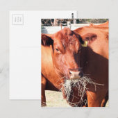 牛食べ物の干し草 ポストカード (正面/裏面)