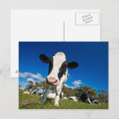 牛食べ物を与えの放牧地2 ポストカード (正面/裏面)