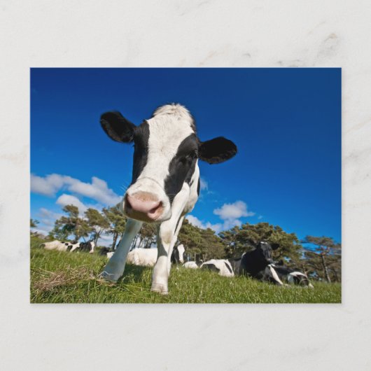 牛食べ物を与えの放牧地2 ポストカード (正面)