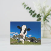 牛食べ物を与えの放牧地2 ポストカード (スタンド正面)