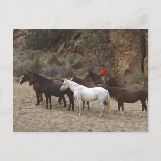 牛飼い ポストカード (正面)