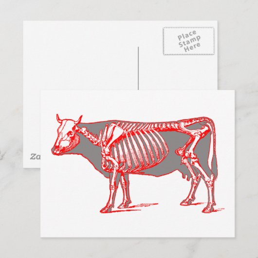 牛骨格 ポストカード (正面/裏面)