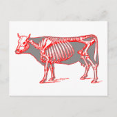 牛骨格 ポストカード (正面)