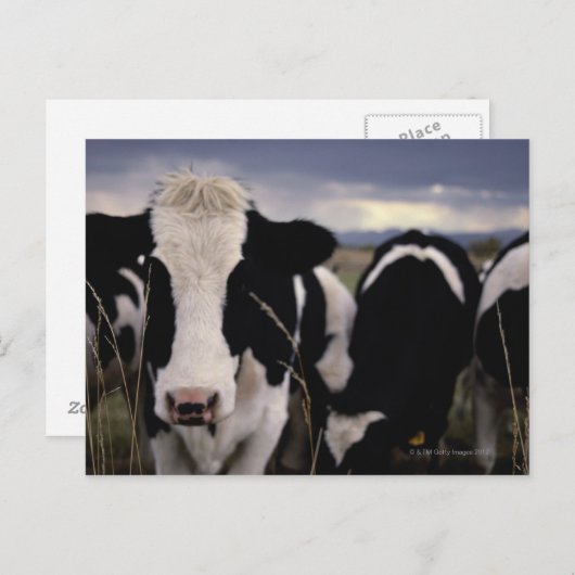 牛3 ポストカード (正面/裏面)