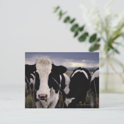 牛3 ポストカード (スタンド正面)