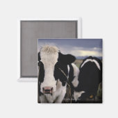 牛3 マグネット (正面/裏面)