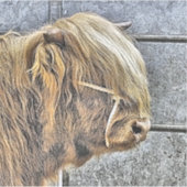 牛 シール (正面)