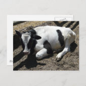 牛、ベビー ポストカード (正面/裏面)