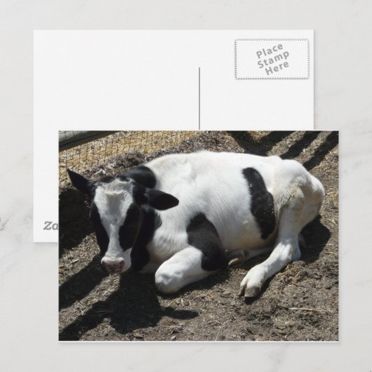 牛、ベビー ポストカード (正面/裏面)