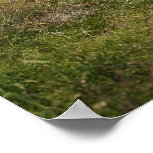 牛 ポスター (角)